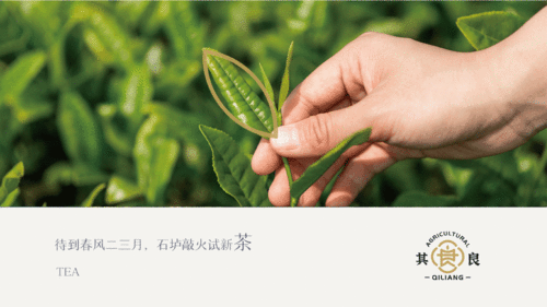 其良 山茶农产品品牌设计