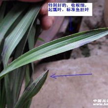 蕙 精品赌荷草
