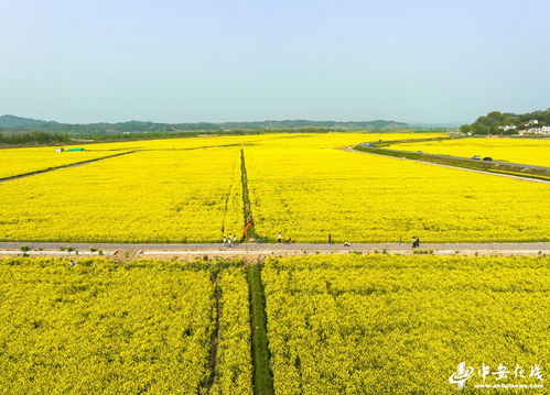 安徽六安 油菜花开扮靓乡村