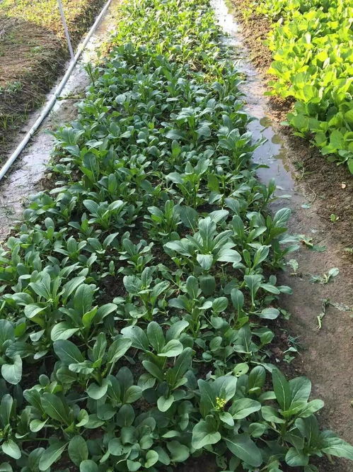 坐落在青山绿水间,拥有大自然有机农场,绿意盎然,龙川这家幼儿园太赞了