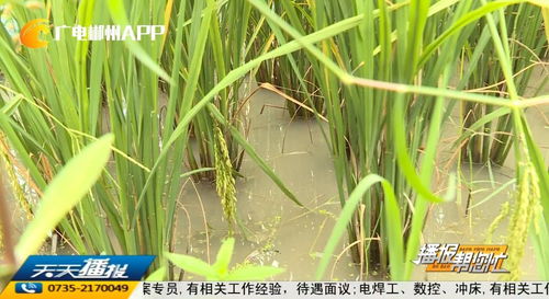爱心助农 3000斤高山禾花鱼急盼买家