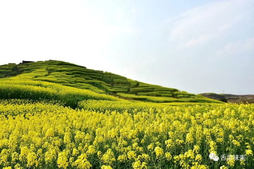 壮观 泗门洲农家山梯田油菜花海 视频