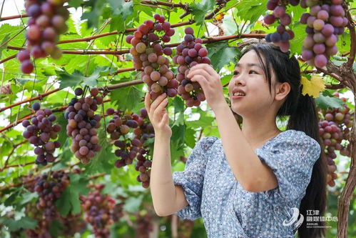 熟了 江津人有口福了,12.9元入园随便吃