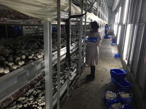 金山味道 飘香四方,上海首家国家现代农业产业园在金山创建成功