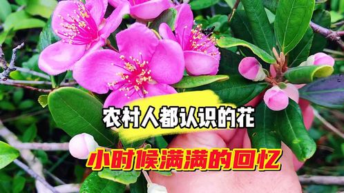 深圳的山居然也有姑稔花,农村的小朋友对它印象特别深,回忆满满