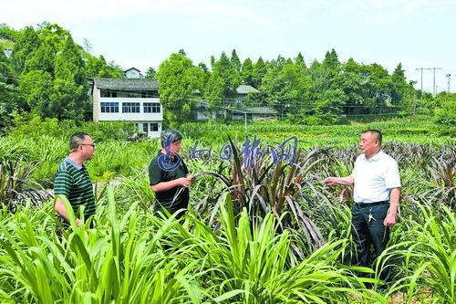 记渠县清山汉子家庭农场创办人余长寿