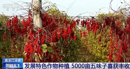 金秋时节 果实累累 映红农民笑颜 绿水青山间奏响丰收 致富曲