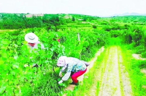 好山好水有 好价 烟台成功入选国家首批生态产品价值实现机制试点城市凤凰网山东 凤凰网